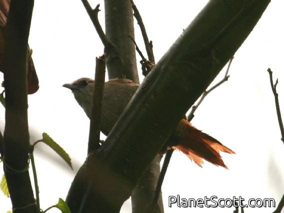 Parker's Spinetail (Cranioleuca vulpecula)