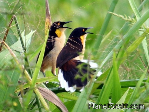 Black-capped Donacobius (Donacobius atricapillus)