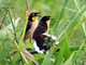 Black-capped Donacobius (Donacobius atricapillus)