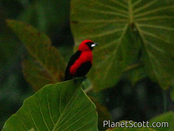 Masked Crimson Tanager (Ramphocelus nigrogularis)