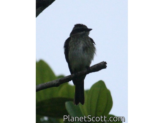 Piratic Flycatcher (Legatus leucophaius)