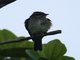 Piratic Flycatcher (Legatus leucophaius)