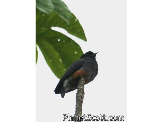 Swallow-wing (Chelidoptera tenebrosa)