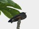 Swallow-wing (Chelidoptera tenebrosa)