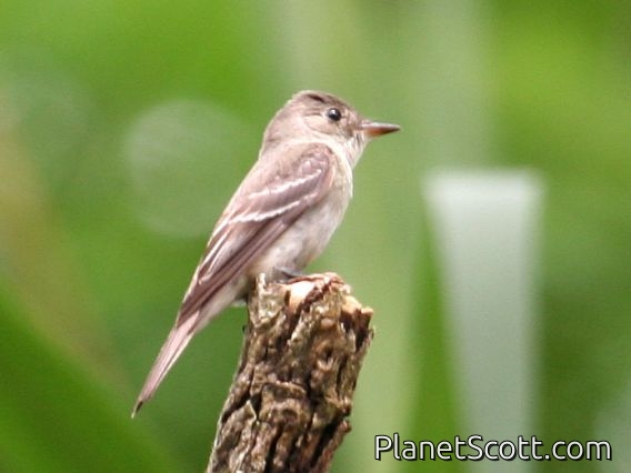 Eastern Wood-Pewee (Contopus virens)