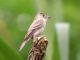 Eastern Wood-Pewee (Contopus virens) 