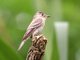 Eastern Wood-Pewee (Contopus virens)