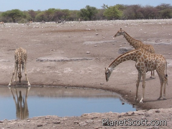Southern Giraffe (Giraffa giraffa)