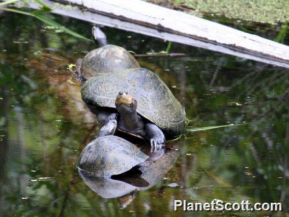 Giant South American Turtle (Podocnemis expansa)
