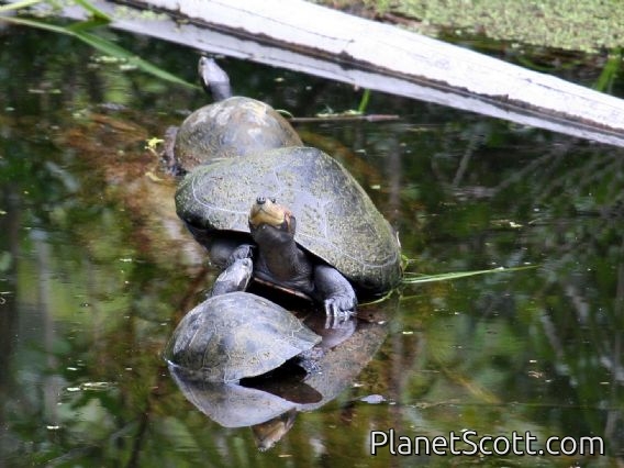 Giant South American Turtle (Podocnemis expansa)