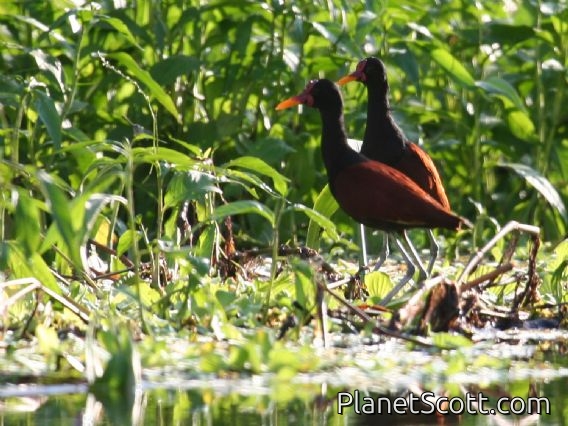 Wattled Jacana (Jacana jacana)
