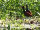 Wattled Jacana (Jacana jacana) 