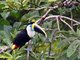 Red-billed Toucan (Ramphastos tucanus)
