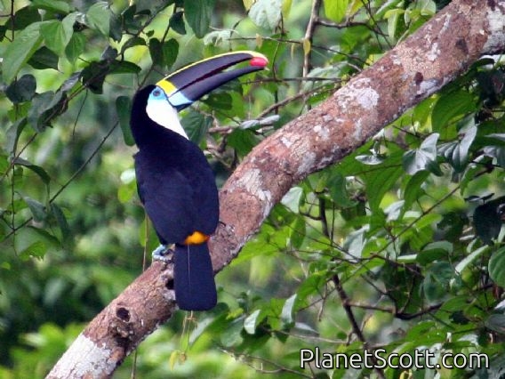 Red-billed Toucan (Ramphastos tucanus)