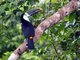 Red-billed Toucan (Ramphastos tucanus)