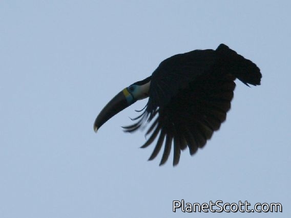 Red-billed Toucan (Ramphastos tucanus)