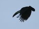 Red-billed Toucan (Ramphastos tucanus)