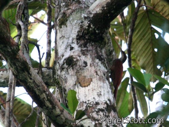 Long-billed Woodcreeper (Nasica longirostris)