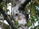 Long-billed Woodcreeper (Nasica longirostris) 