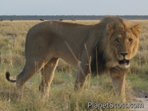 Lion, Namibia