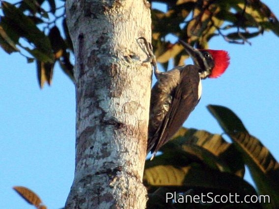 Lineated Woodpecker (Dryocopus lineatus)