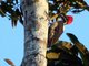 Lineated Woodpecker (Dryocopus lineatus)