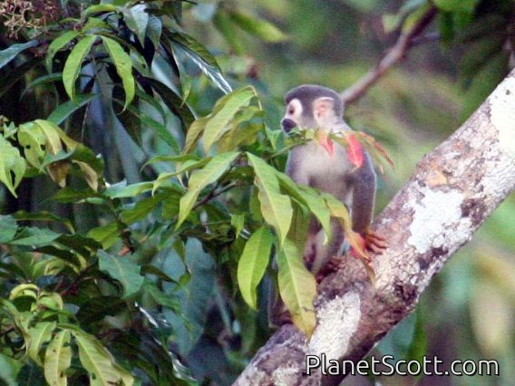 South American squirrel monkey (Saimiri sciureus)