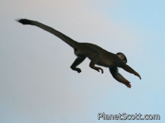 Ecuadorian Squirrel Monkey (Saimiri macrodon)