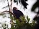 Greater Yellow-headed Vulture (Cathartes melambrotus) 