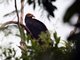 Greater Yellow-headed Vulture (Cathartes melambrotus)