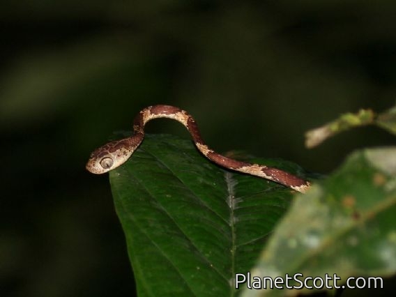 Blunt-headed Tree Snake (Imantodes lentiferus)