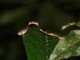 Blunt-headed Tree Snake (Imantodes lentiferus)