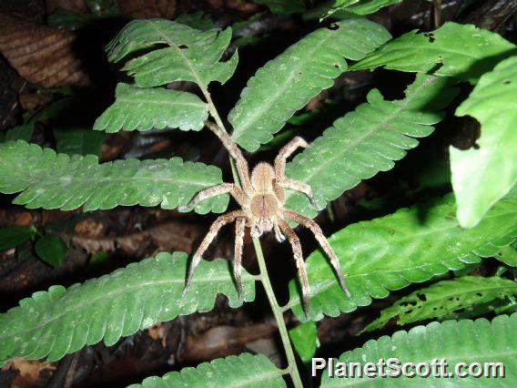 Brazilian Wandering Spider (Phoneutria fera)