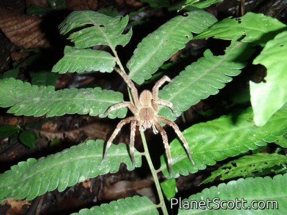 Brazilian Wandering Spider (Phoneutria fera)