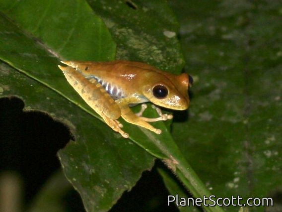 Convict Tree Frog (Boana calcarata)