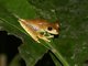 Convict Tree Frog (Boana calcarata)