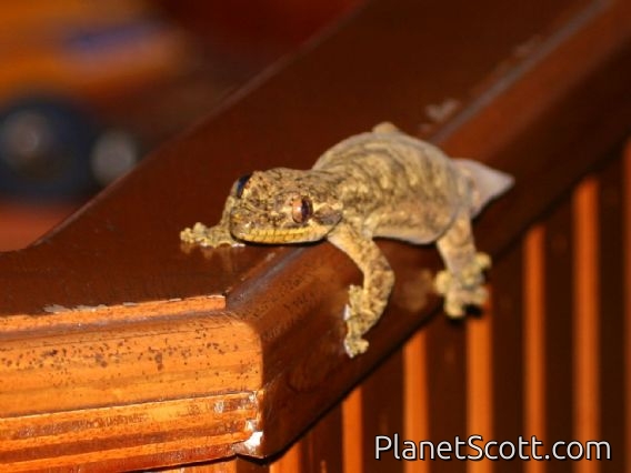 Southern Turniptail Gecko (Thecadactylus solimoensis)