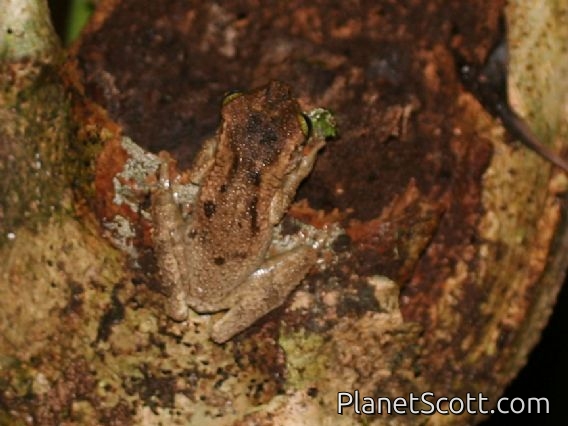Manaus Spiny-backed Frog (Osteocephalus taurinus )