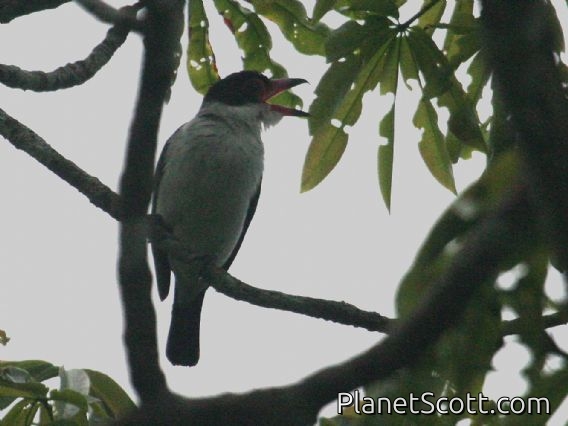 Black-tailed Tityra (Tityra cayana)