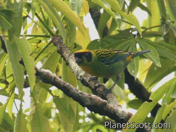 Green-and-gold Tanager (Tangara schrankii)