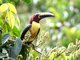 Lettered Aracari (Pteroglossus inscriptus)