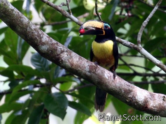 Lettered Aracari (Pteroglossus inscriptus)