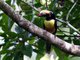 Lettered Aracari (Pteroglossus inscriptus)