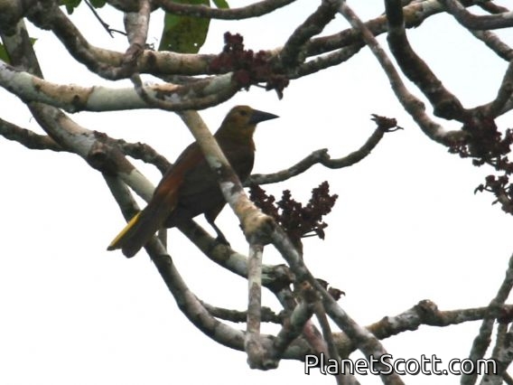 Russet-backed Oropendola (Psarocolius angustifrons)