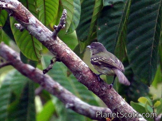 Gray-crowned Flycatcher (Tolmomyias poliocephalus)