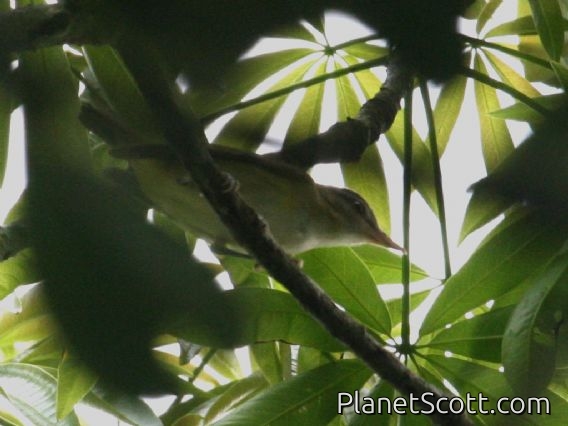 Yellow-green Vireo (Vireo flavoviridis)