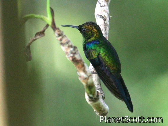Fork-tailed Woodnymph (Thalurania furcata)