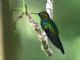 Fork-tailed Woodnymph (Thalurania furcata) 