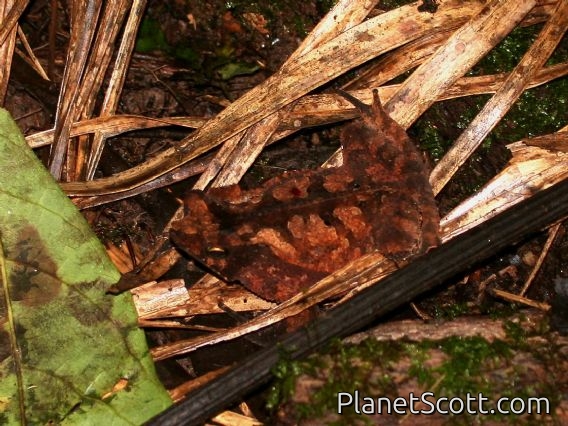 South American Common Toad (Rhinella margaritifera)