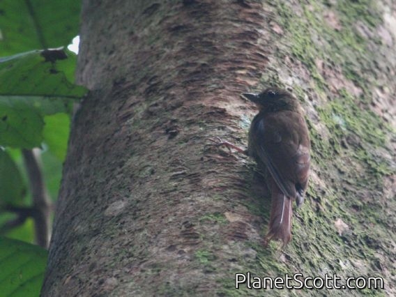 Wedge-billed Woodcreeper (Glyphorynchus spirurus)